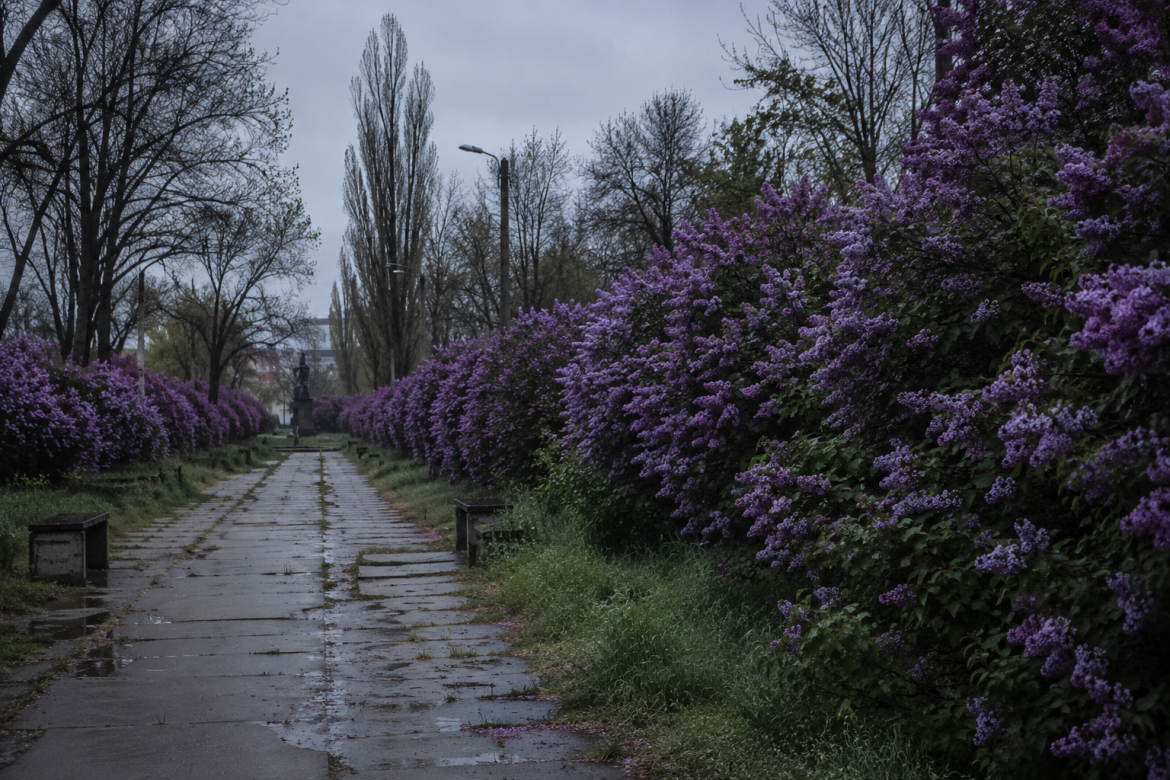Алея Сиреневого парку Херсона з квітучими кущами бузку навесні.